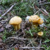 Liška obecná (Cantharellus cibarius) od Tony52