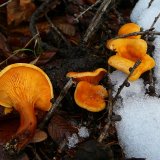 Lištička pomerančová (Hygrophoropsis aurantiaca) od Tony52