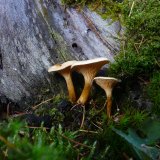 Lištička pomerančová (Hygrophoropsis aurantiaca) od Tony52