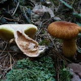 Klouzek (hřib) dutonohý (Suillus cavipes) od Tony52