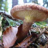 Klouzek (hřib) dutonohý (Suillus cavipes) od Tony52