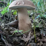 Hřib dubový (Boletus reticulatus) od Tony52