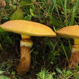 Klouzek sličný (Suillus grevillei) od Martin