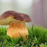 Hřib hnědý (Boletus badius) od Martin