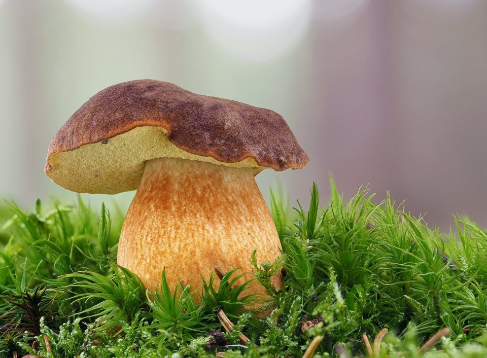 Hřib hnědý popis, kdy a kde hledat NaHouby.cz