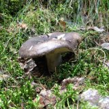 Holubinka černající (Russula nigricans) od Kalfa