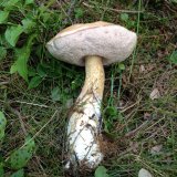 Hřib žlučník (Tylopilus felleus) od Kalfa