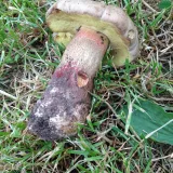 Hřib kříšť (Caloboletus calopus) od Kalfa