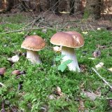 Hřib smrkový (Boletus edulis) od Kalfa