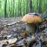 Křemenáč březový (Leccinum versipelle) od vlk