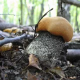 Křemenáč březový (Leccinum versipelle) od vlk