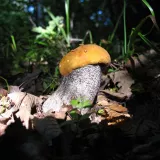 Křemenáč březový (Leccinum versipelle) od vlk