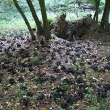 Stroček trubkovitý (Craterellus cornucopioides) od vlk