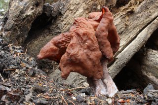 Ucháč obecný (Gyromitra esculenta) od vlk