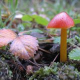 Voskovka kuželovitá (Hygrocybe conica) od vlk