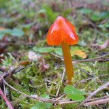 Voskovka kuželovitá (Hygrocybe conica) od vlk