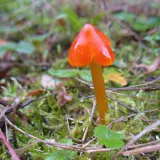 Voskovka kuželovitá (Hygrocybe conica) od vlk