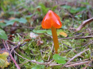 Voskovka kuželovitá (Hygrocybe conica) od vlk