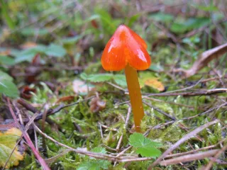 Voskovka kuželovitá (Hygrocybe conica) od vlk