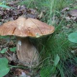 Hřib dubový (Boletus reticulatus) od vlk