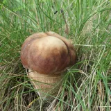Hřib dubový (Boletus reticulatus) od vlk