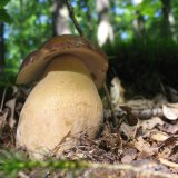 Hřib dubový (Boletus reticulatus) od vlk