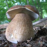 Hřib dubový (Boletus reticulatus) od vlk