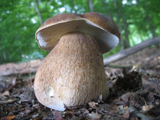 Hřib dubový (Boletus reticulatus) od vlk