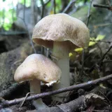 Sluka svraskalá (Cortinarius caperatus) od vlk