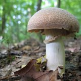 Sluka svraskalá (Cortinarius caperatus) od vlk