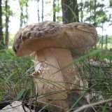 Hřib bronzový (Boletus aereus) od jcp