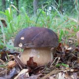 Hřib bronzový (Boletus aereus) od jcp