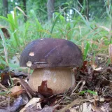 Hřib bronzový (Boletus aereus) od jcp