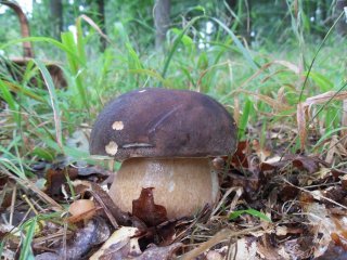 Hřib bronzový (Boletus aereus) od jcp