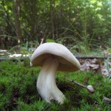 Závojenka olovová (Entoloma sinuatum) od jcp