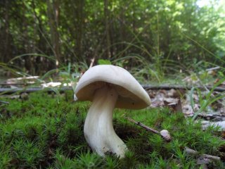 Závojenka olovová (Entoloma sinuatum) od jcp