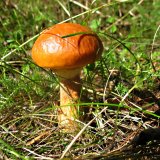 Klouzek sličný (Suillus grevillei) od vlk