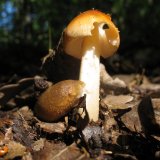 Pošvatka obecná (Amanita vaginata) od vlk