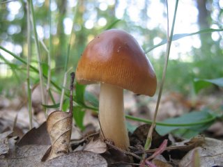 Pošvatka obecná (Amanita vaginata) od vlk