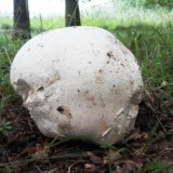 Pýchavka obrovská (Calvatia gigantea) od jcp