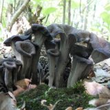 Stroček trubkovitý (Craterellus cornucopioides) od jcp