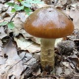 Pavučinec osikový (Cortinarius trivialis) od vlk