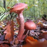 Václavka obecná (Armillaria mellea) od vlk