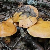 Klouzek sličný (Suillus grevillei) od vlk