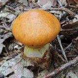 Klouzek sličný (Suillus grevillei) od vlk