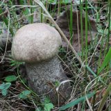 kozák topolový (Leccinum duriusculum) od vlk