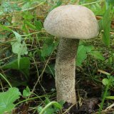 kozák topolový (Leccinum duriusculum) od vlk