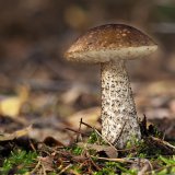 Kozák březový (Leccinum scabrum) od Martin