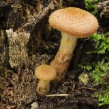 Václavka obecná (Armillaria mellea) od vlk