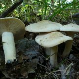 Čirůvka májovka (Calocybe gambosa) od Tony52